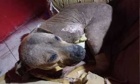 Salvaron a una perra que fue torturada en una macumba: tenía agujas clavadas, los ojos quemados y las uñas arrancadas Salvaron a una perra que fue torturada en una macumba: tenía agujas clavadas, los ojos quemados y las uñas arrancadas