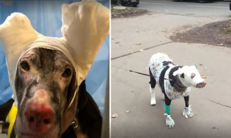 Perrita salvó a su dueña del fuego y la dieron en adopción Perrita salvó a su dueña del fuego y la dieron en adopción