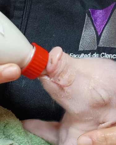 La Facultad de Ciencias Veterinarias de la UBA y la UNSAM lograron el primer cerdo modificado para trasplantes en América Latina, un avance regional (UBA)