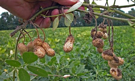 La expansión del cultivo de maní en los últimos años plantea la necesidad de establecer reglas para el cuidado del suelo. La expansión del cultivo de maní en los últimos años plantea la necesidad de establecer reglas para el cuidado del suelo.