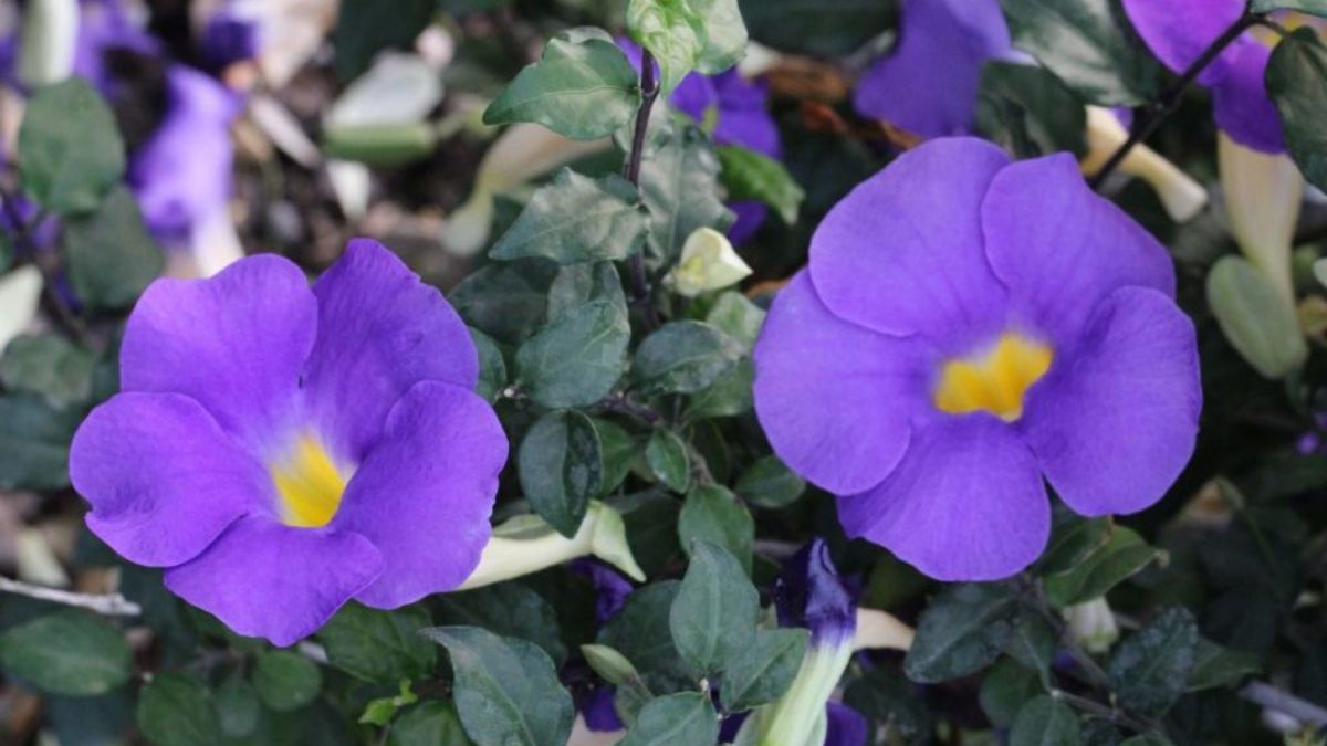 Thunbergia erecta, el violeta intenso que atrae mariposas durante meses. Thunbergia erecta, el violeta intenso que atrae mariposas durante meses.
