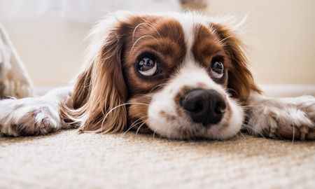 emitiran programacion de tv antiestres para perros durante las fiestas