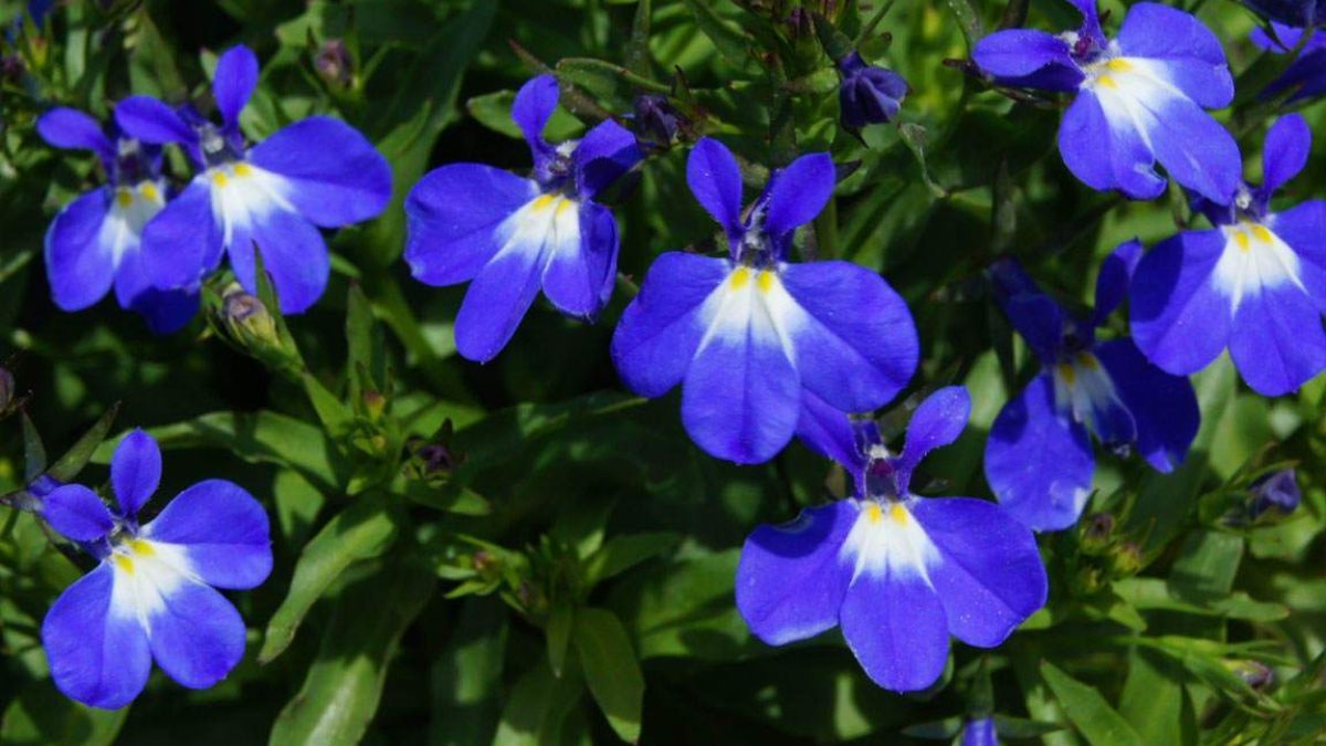 Flores azules, moradas o blancas ideales para macetas colgantes, que florecen de manera constante con riego moderado. Flores azules, moradas o blancas ideales para macetas colgantes, que florecen de manera constante con riego moderado.