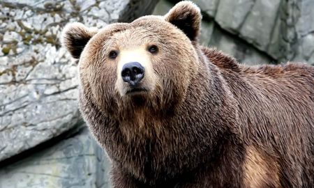 Oso salvaje Oso salvaje