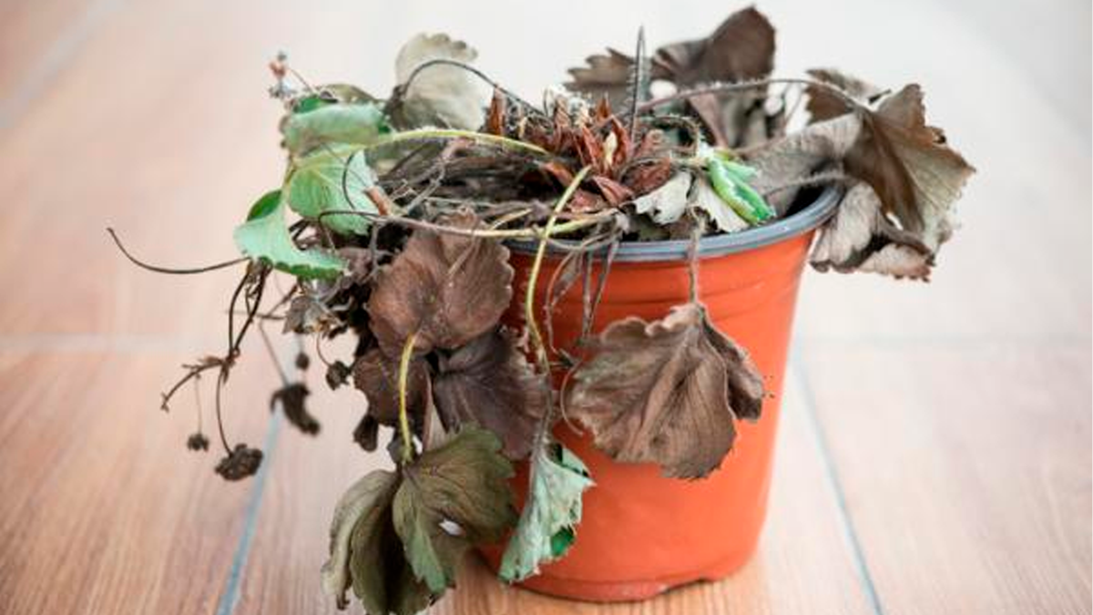 Ni falta de riego ni de luz: el motivo por el que las plantas de tu casa tienen las puntas marrones y secas Ni falta de riego ni de luz: el motivo por el que las plantas de tu casa tienen las puntas marrones y secas