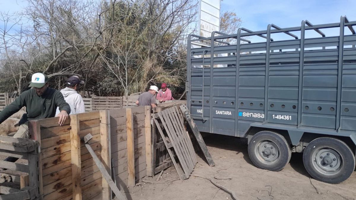 Provincia dispuso medidas preventivas en el establecimiento de Ibarlucea luego de que las tareas de trazabilidad confirmaran que el foco de contagio se originó en un animal salido de ese lugar.