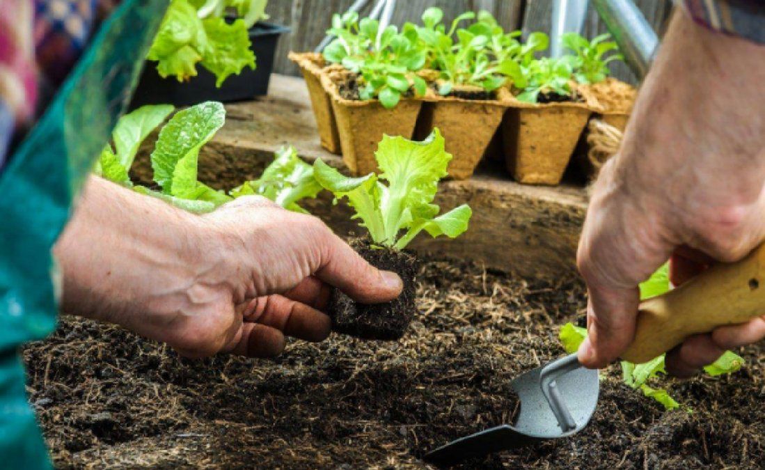 9 recomendaciones para producir en la huerta en temporada de invierno