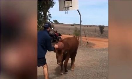 Video: Coco, el toro que juega al básquet con su dueño Video: Coco, el toro que juega al básquet con su dueño