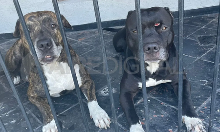 A la izquierda, Kenai, y a su derecha, Black. A la izquierda, Kenai, y a su derecha, Black.