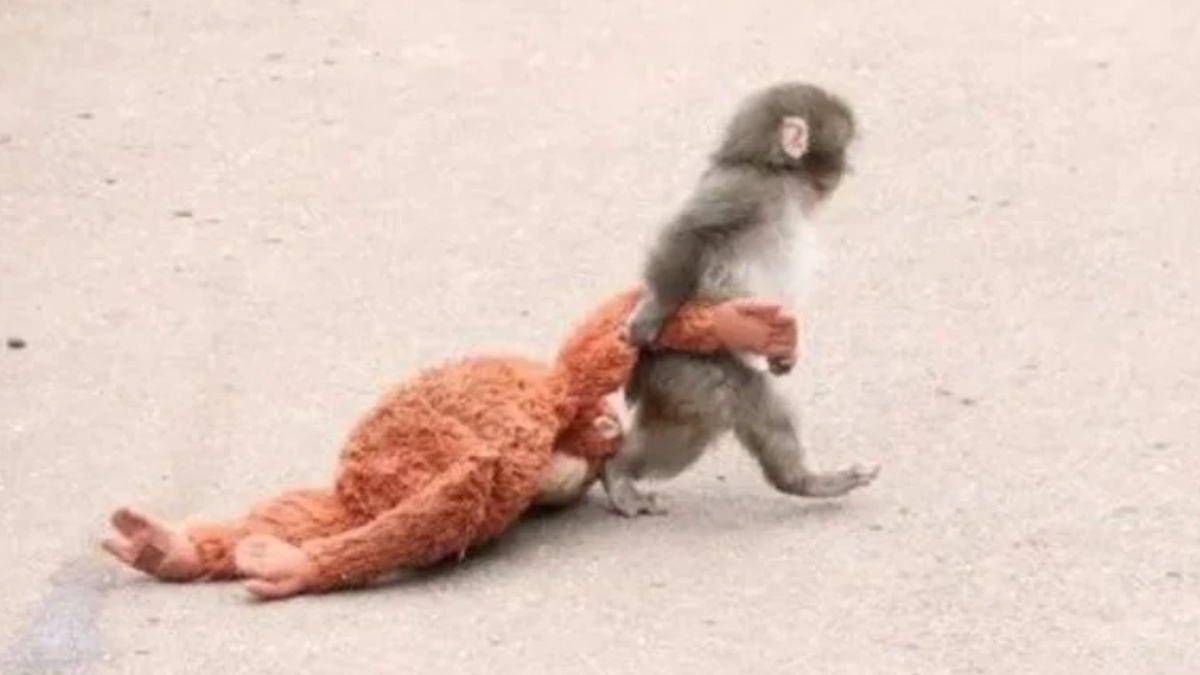 Punch, el mono bebé que se volvió viral.