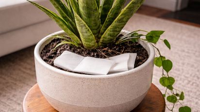 Por qué recomiendan poner papel higiénico en la maceta del aloe vera y para qué srive