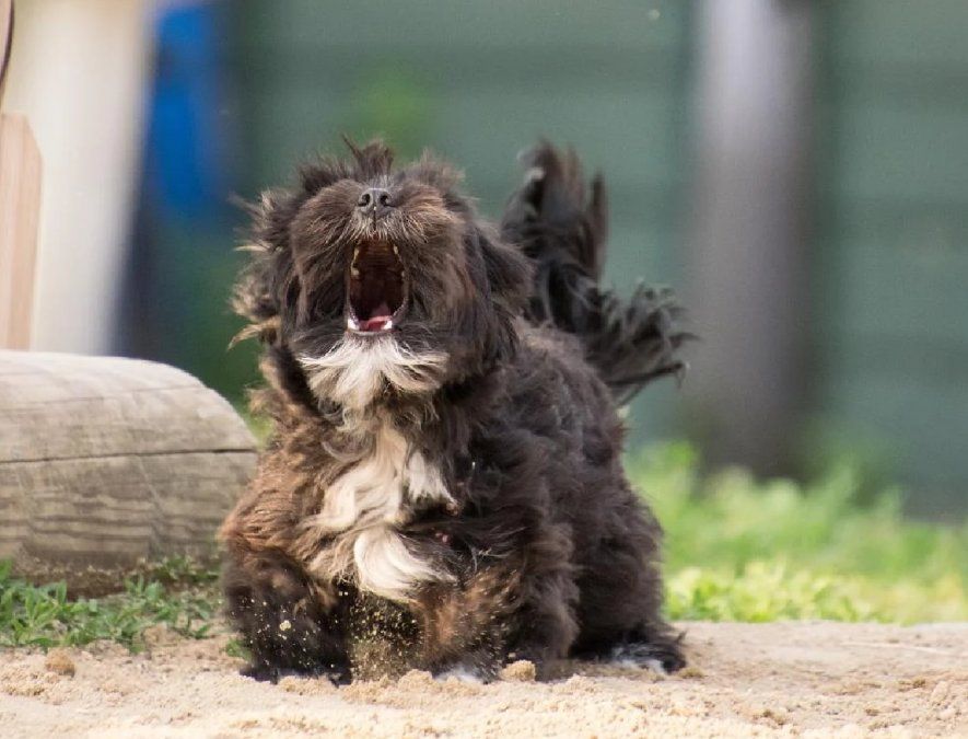 Existen diversas razones que explican por qué aúllan los perros, como por ejemplo a causa de la ansiedad, por imitación o por soledad.