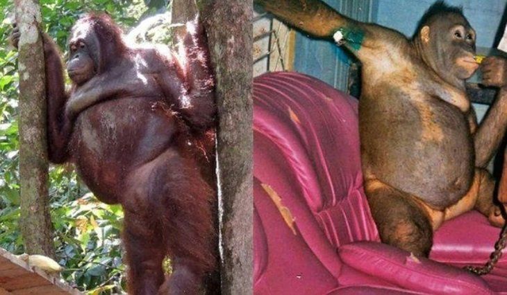 orangután.jpg