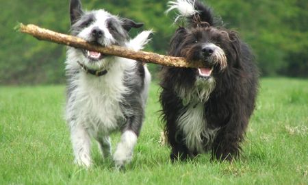 6 hechos asombrosos sobre nuestra amistad con los perros que te haran morir de amor 6 hechos asombrosos sobre nuestra amistad con los perros que te haran morir de amor