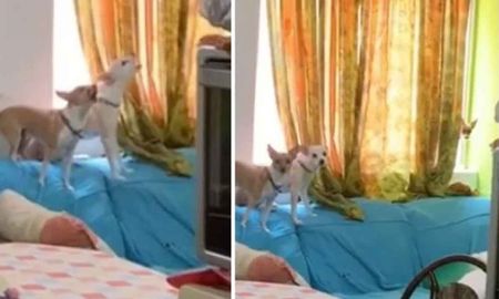 Dejó una cámara y capta que hacen los perros cuando los dejas solos en casa Dejó una cámara y capta que hacen los perros cuando los dejas solos en casa