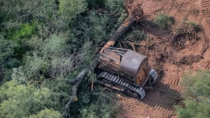 El Gobierno quiere modificar leyes sobre el bosque nativo: qué está pasando con el desmonte en Argentina