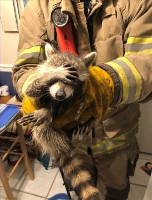 "Como puedes ver, estaba bastante avergonzado por ello, pero en realidad no hay nada de lo que avergonzarse. Todos necesitamos una ayuda de vez en cuando", escribieron los bomberos (Facebook).