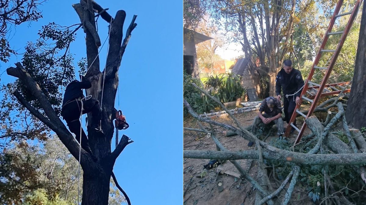 El momento en que los rescatistas trepan al árbol para liberar al hombre