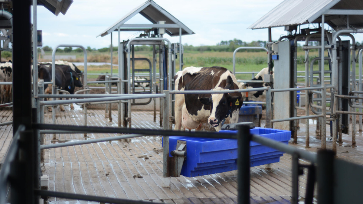 La firma surgió hace más de 80 años de la mano de la familia Bosio, el emprendimiento alcanzó trayectoria internacional. La firma surgió hace más de 80 años de la mano de la familia Bosio, el emprendimiento alcanzó trayectoria internacional.