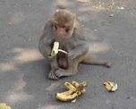 foto: la imagen de los monos en perfecto en distanciamiento social que se volvio viral foto: la imagen de los monos en perfecto en distanciamiento social que se volvio viral