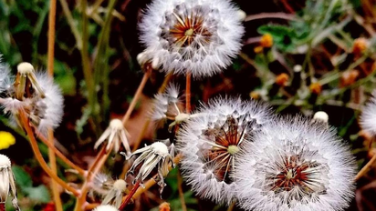 Diente de león: mitos y leyendas que revelan su profundo significado en la cultura