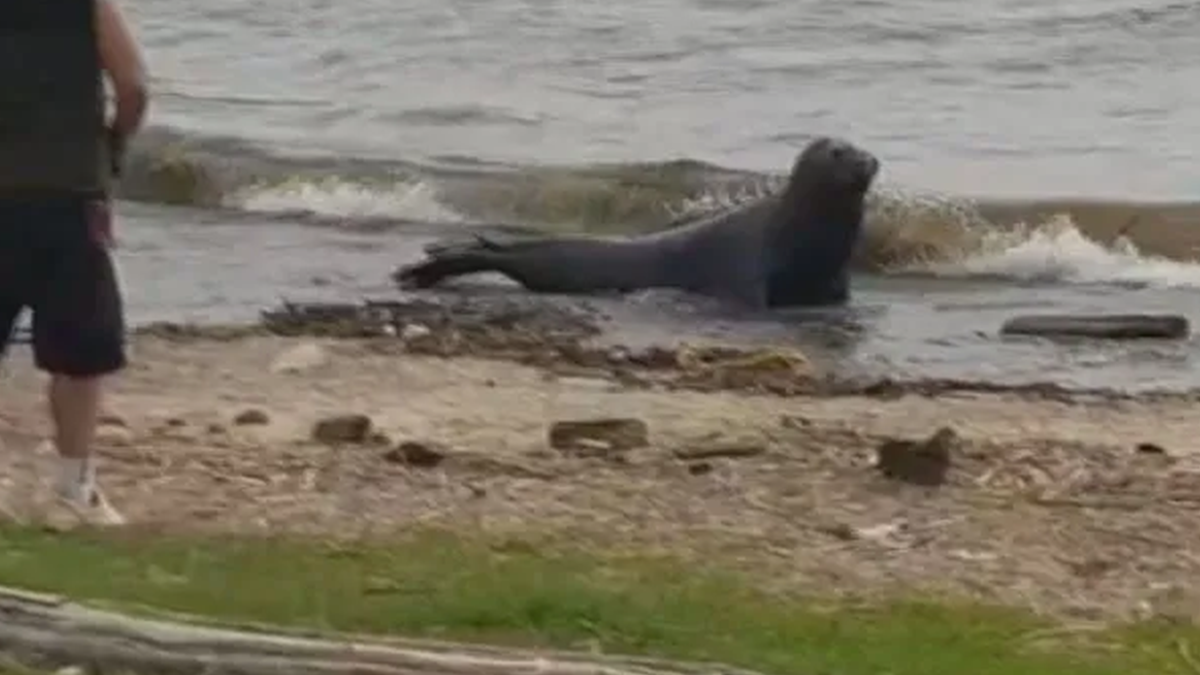Vicente López: un lobo marino apareció en la costa.