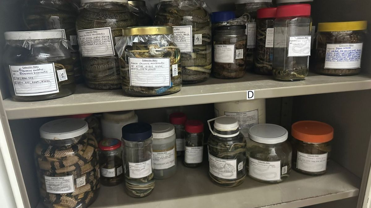 Colecciones de serpientes en el Instituto Nacional de Limnología. Colecciones de serpientes en el Instituto Nacional de Limnología.
