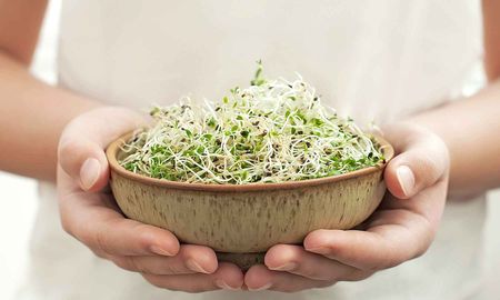 Brotes cultivados en casa. Brotes cultivados en casa.
