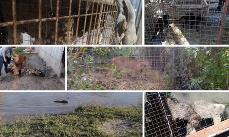 Algunos de los animales que se encontraron durante el allanamiento al predio de tres hectáreas en la zona rural de Desvío Arijón, el pasado 13 de mayo. Algunos de los animales que se encontraron durante el allanamiento al predio de tres hectáreas en la zona rural de Desvío Arijón, el pasado 13 de mayo.
