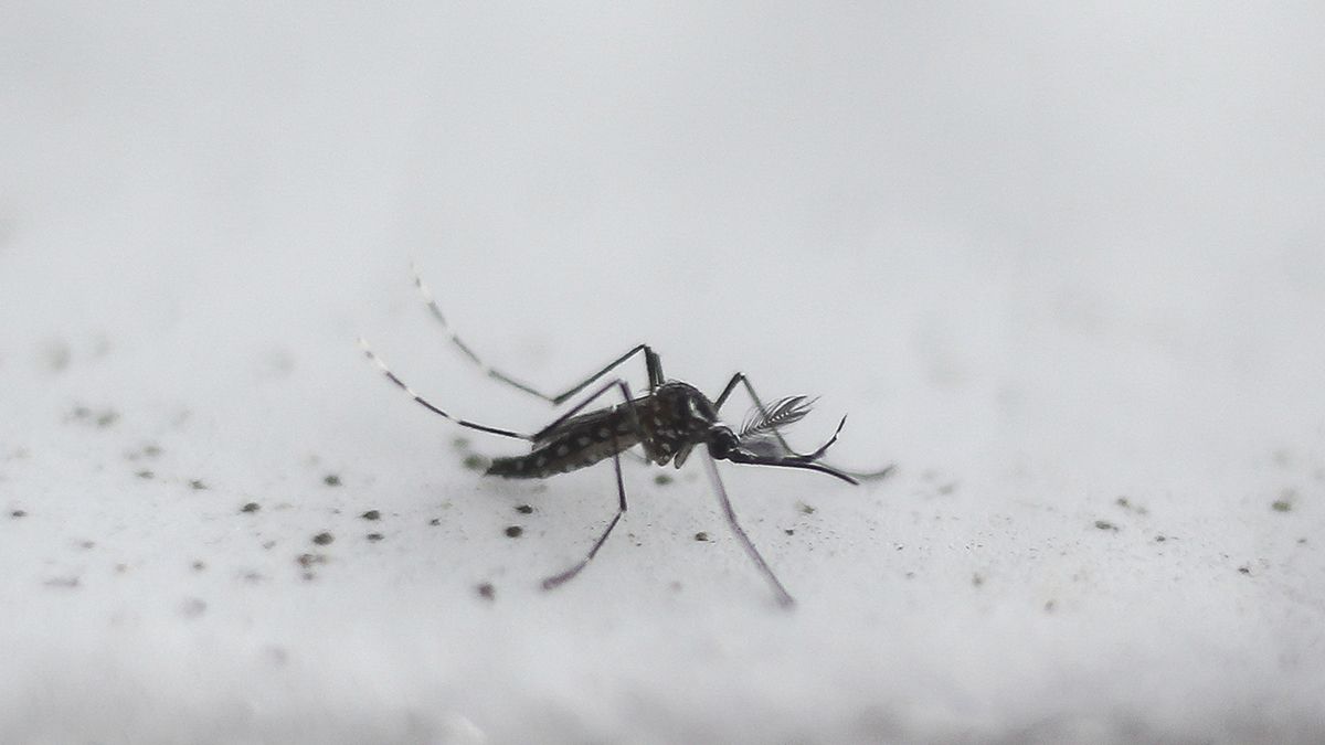 El dengue es una enfermedad viral transmitida por el mosquito Aedes Aegypti.