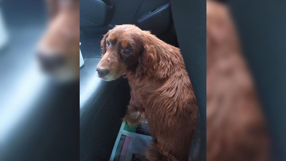 Por mordeduras no se puede tener cinco meses animales encerrados en situaci&oacute;n de maltrato&rdquo;