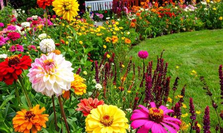 Sus flores rojas atraen colibríes y pueden llenar el jardín de color durante gran parte del año.