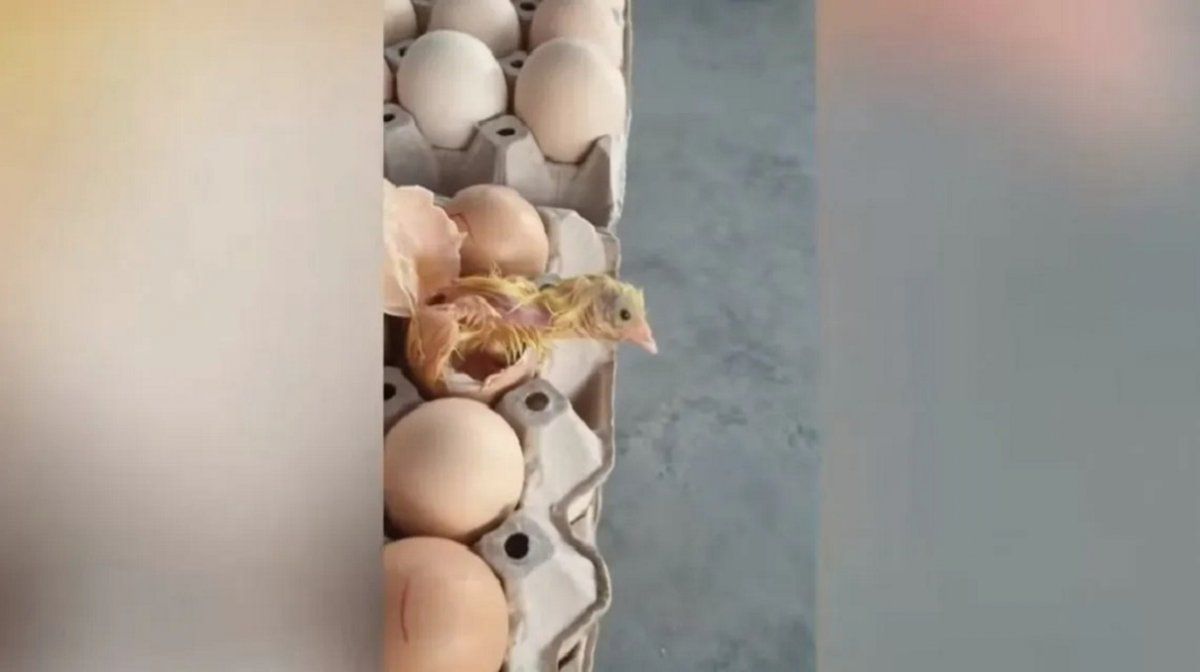 Viral: vendía huevos y le nació un pollito en el maple