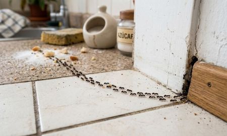 si ves hormigas entrando en linea a tu casa, te contamos que significa y como frenarlas si ves hormigas entrando en linea a tu casa, te contamos que significa y como frenarlas