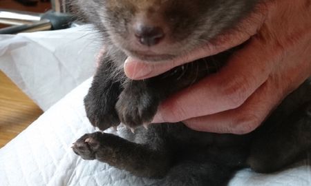 rescato a un supuesto perro de la calle pero era otra criatura rescato a un supuesto perro de la calle pero era otra criatura