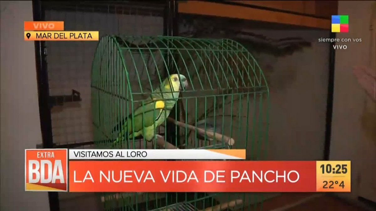 El loro Pancho regresó a su casa por una resolución judicial: el reencuentro con la familia