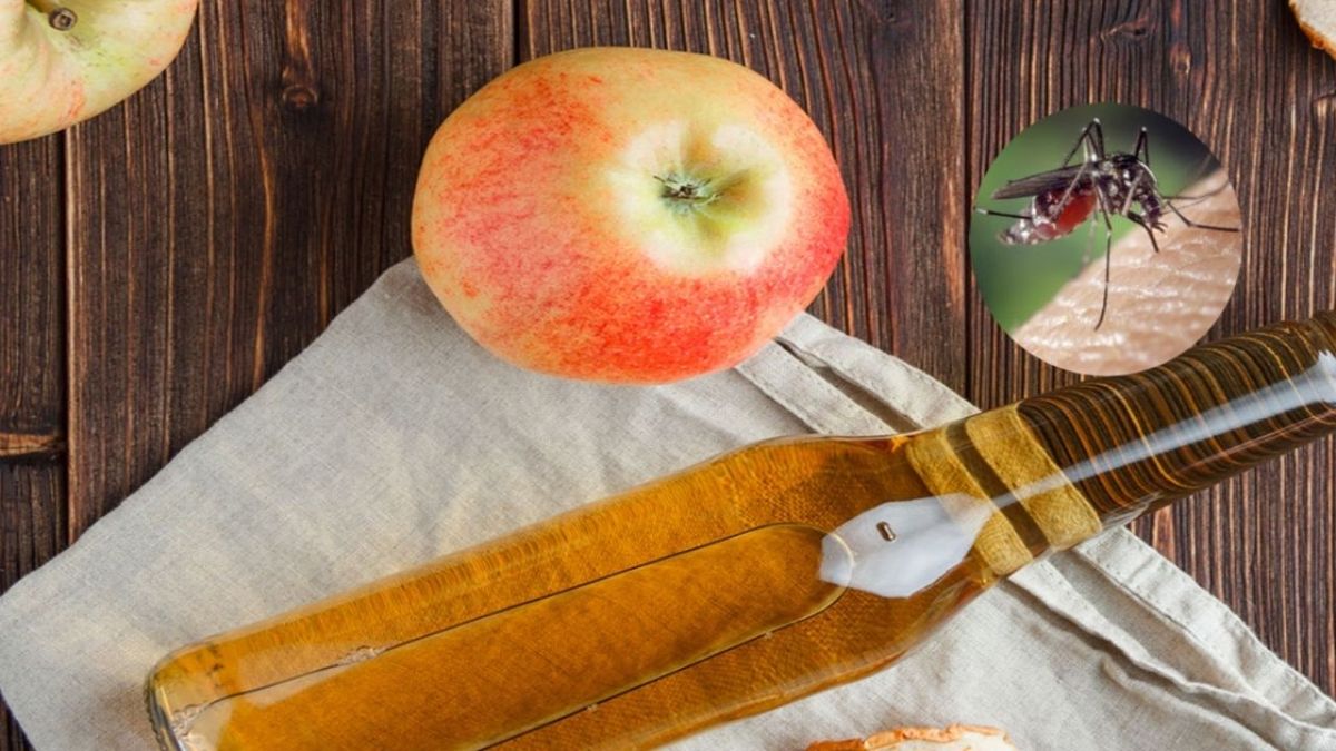 La receta casera infalible para eliminar los mosquitos de tu habitación La receta casera infalible para eliminar los mosquitos de tu habitación