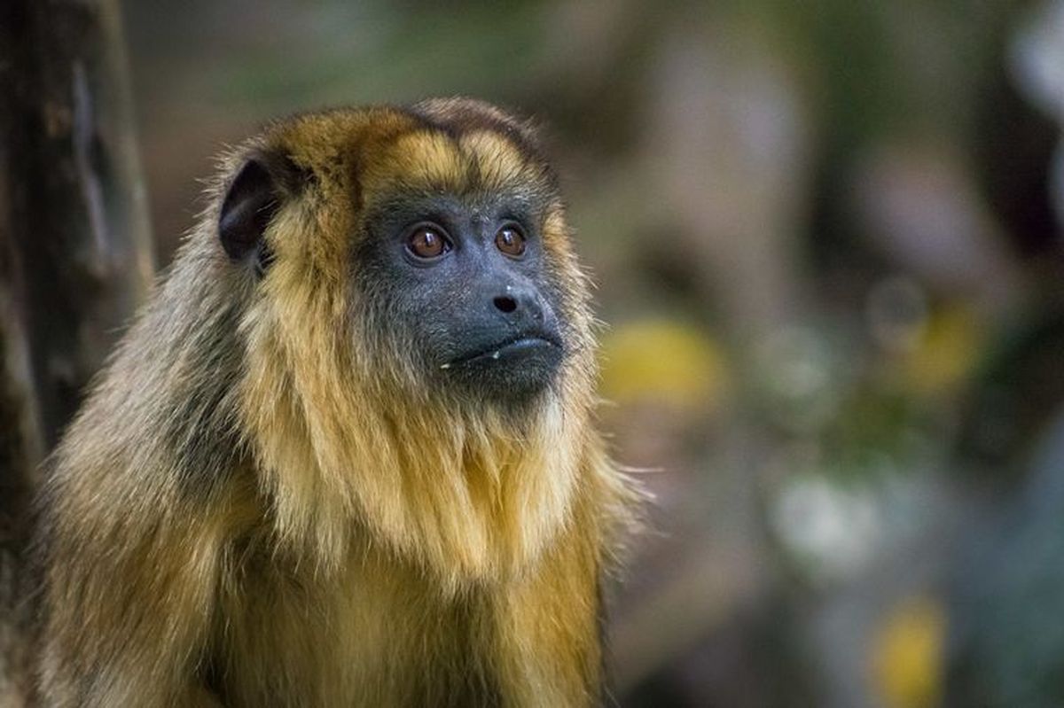 Dentro del orden del día, uno de los proyectos con dictamen propone declarar monumento natural provincial al mono carayá (Alouatta caraya), incorporándolo al sistema de áreas protegidas.