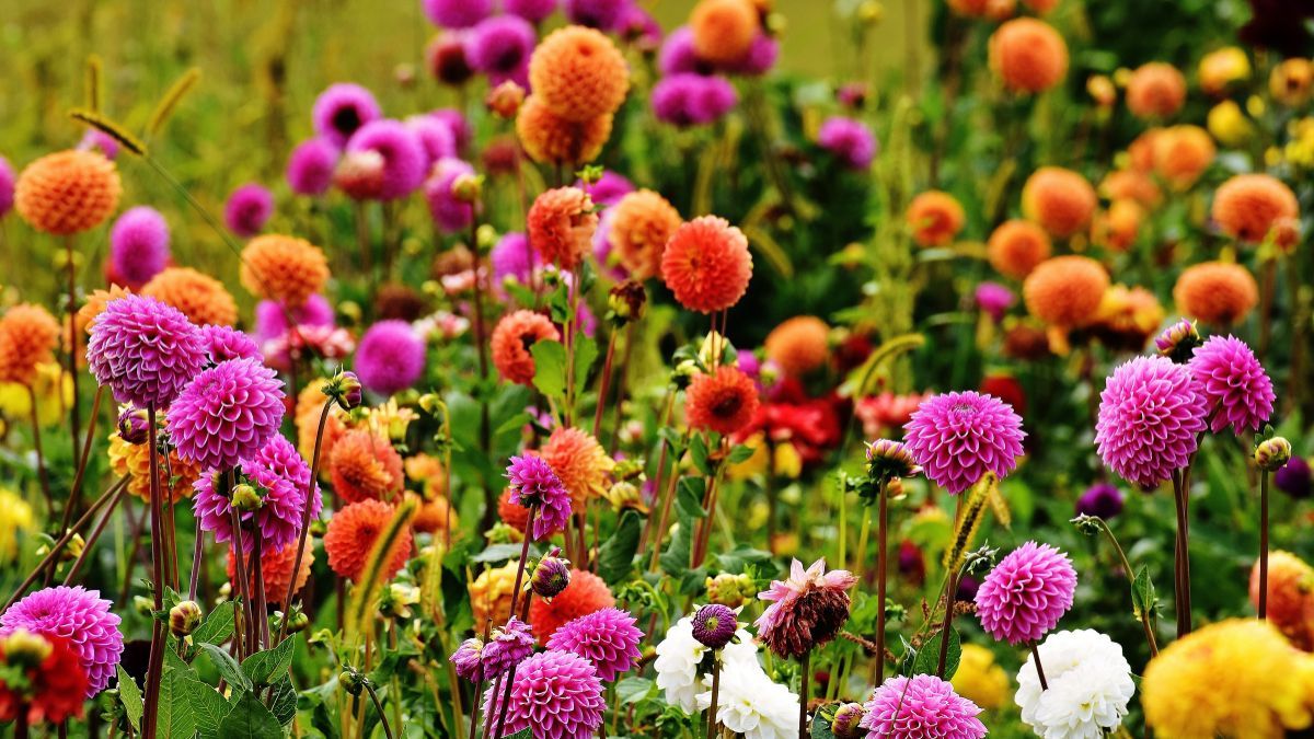 Las dalias ofrecen la ventaja de florecer durante varios meses. Las dalias ofrecen la ventaja de florecer durante varios meses.