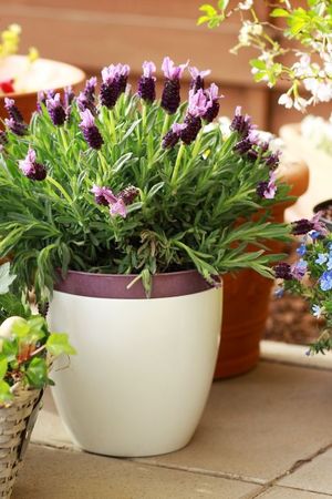 Estas plantas son perfectas para sembrar en invierno y tener un jardín explotado de flores en primavera. Estas plantas son perfectas para sembrar en invierno y tener un jardín explotado de flores en primavera.