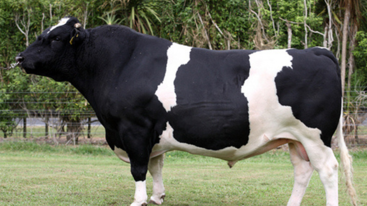 Un trabajador rural murió tras ser embestido por un toro en un tambo de Caucete