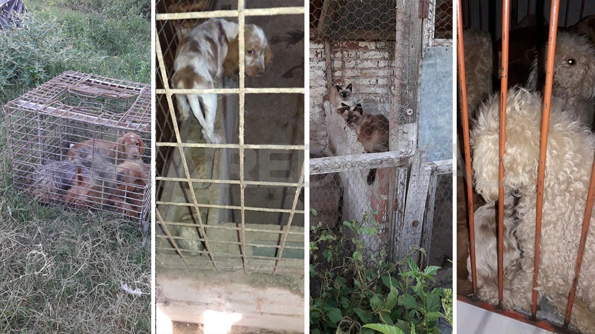 Un total de 25 animales fueron rescatados este martes de un criadero clandestino que funcionaba en un domicilio particular de Recreo. 