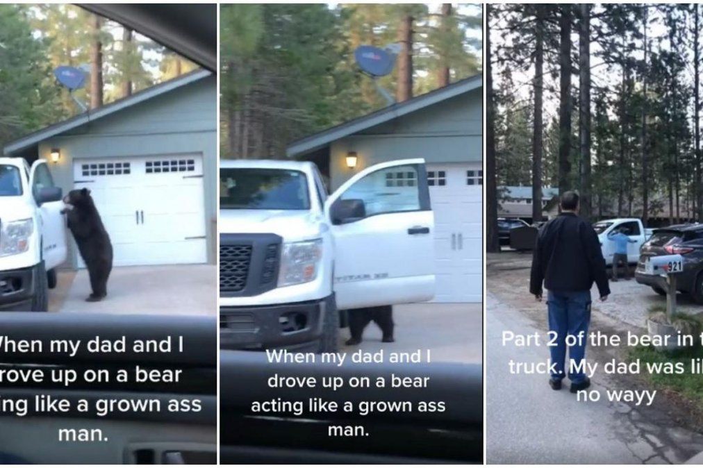 Un oso se metió dentro de una camioneta