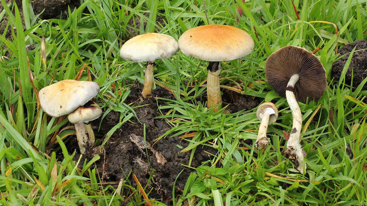 Una sola dosis de 25 miligramos de psilocibina