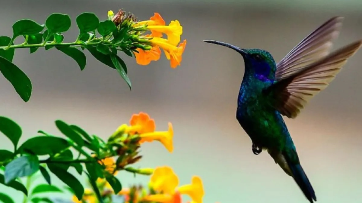 Dónde duermen los colibríes