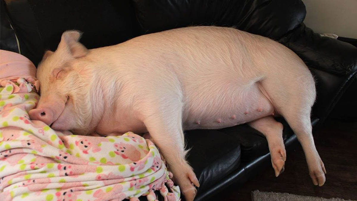 Criaron a una chancha en su casa