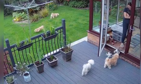 Un gato obliga a los perros a ingresar al hogar. Un gato obliga a los perros a ingresar al hogar.