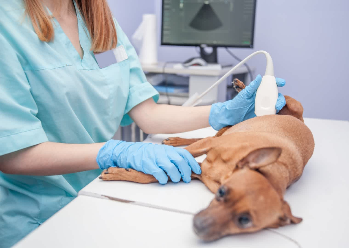 La ecografía: cómo puede ayudar a prevenir enfermedades en tu mascota