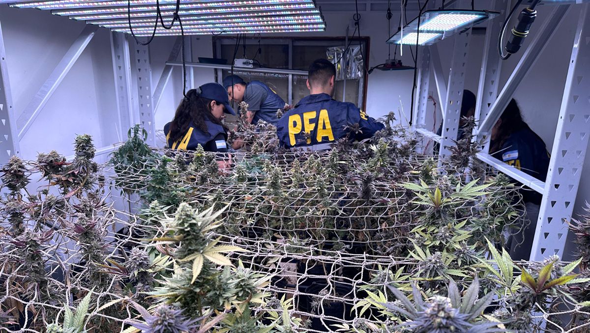 Vivero clandestino: la Policía Federal incautó más de 10 kilos de droga de alta calidad en Rosario.