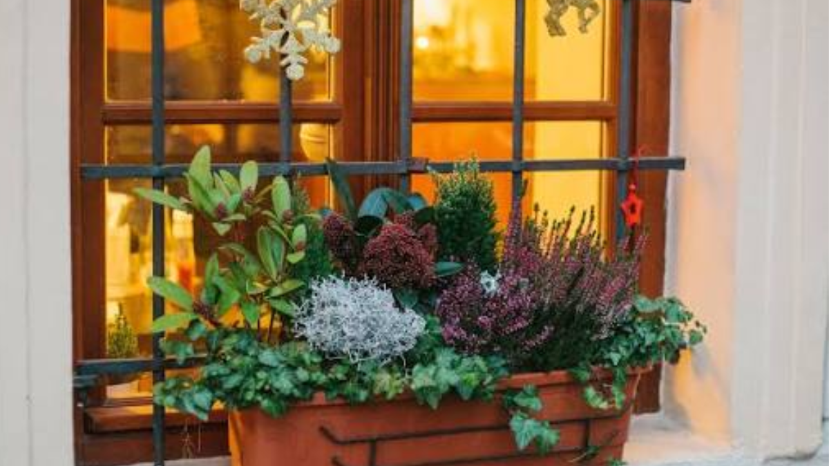 Plantas para balcones.